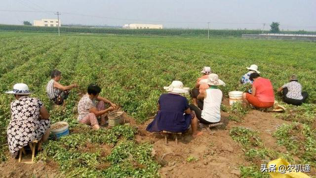 花生收獲機市場競爭日趨激烈,這家企業卻穩坐釣魚臺! 10-1.png