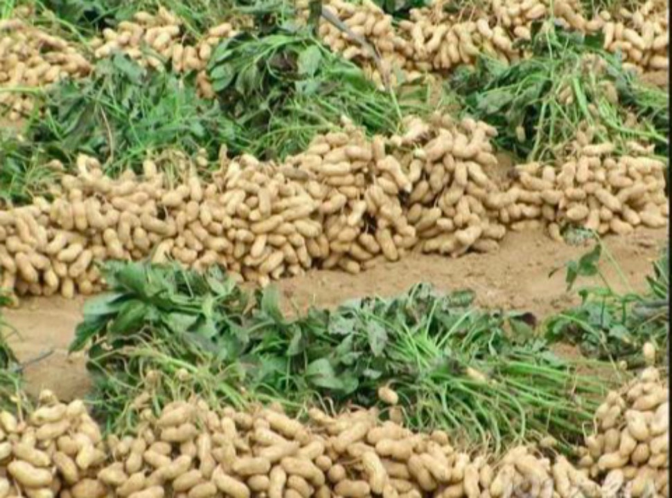 年年換新車,“換來”財源滾滾-草料場老板的生意經