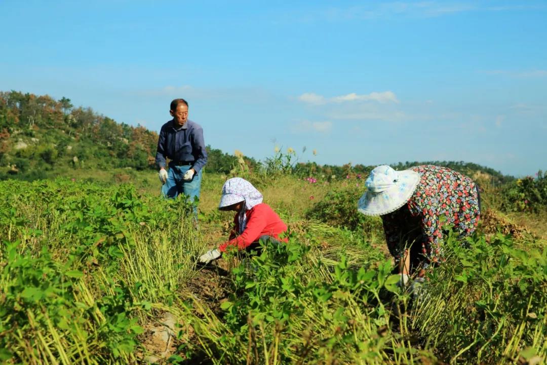 中聯收獲花生機幫我解決了家里的經濟危機 1637232584530329.jpg