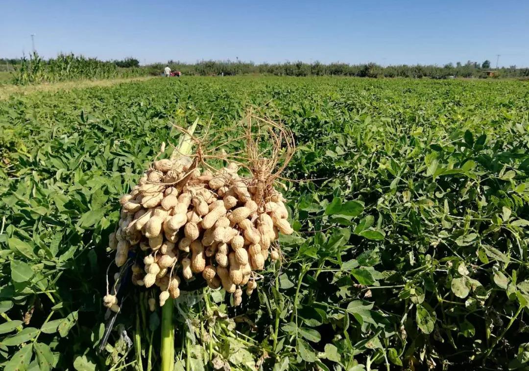 中聯收獲自走式花生撿拾收獲機——花生收獲界的“扛把子” 扛把子.jpg