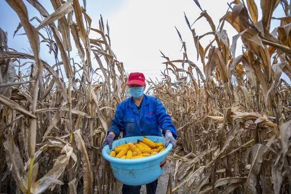 預祝2022年是個豐收年! 大雪.jpg